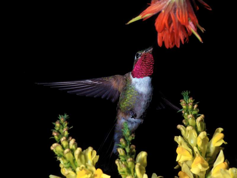 Broadtail Hummingbird